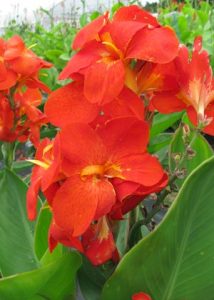 Winning Flower Seeds, Vegetable Seeds for 2013 Image